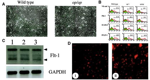 Fig. 3. Alterations of endothelial cell markers inop/op AGM culture. / (A) Morphology of adherent cells in wild-type and op/op AGM culture. AGM cultures were prepared from wild-type and op/op embryos, and photographs of the adherent cells were taken before FACS analysis was performed. Adherent cells proliferated in both cultures, and no significant difference in cell number was observed. Cells appeared healthy, and no dead cells were accumulated in either culture. (left) Wild-type. (right)op/op. (B) Expression of endothelial cell markers on adherent cells. Adherent cells were harvested from 3 independent cultures with the same genotype by using cell dissociation buffer. For FACS analysis, these cells were mixed and were incubated with mouse serum for blocking nonspecific binding of antibody. Antibodies against VE-cadherin, Flk-1, ICAM-2, and PCLP-1 were then added to the cells. FITC-conjugated anti-rat IgG was used to stain the cells. Numbers in figures indicate the percentage of positive cells. The experiment was performed twice, and generally the same results were obtained. Note that the expression of endothelial cell markers VE-cadherin, Flk-1, and ICAM-2 was reduced in op/op AGM culture, whereas the expression of a hemangioblast marker, PCLP-1, was unchanged. (C) Expression of Flt-1 in AGM culture. Adherent cells in AGM culture at the eighth day were used to prepare total RNA. RNA (10 μg) was electrophoresed and hybridized with DIG-labeled Flt-1 probe. Flt-1 expression was detected in each genotype. Arrowhead shows the specific band for the Flt-1 gene. Lane 1, wild type; lane 2,op/+; lane 3, op/op. (D) Incorporation of DiI-Ac-LDL. After 8 days of incubation, 10 μg/mL of DiI-Ac-LDL was added to the AGM culture and was incubated for 4 hours. Using a confocal microscope, the DiI-Ac-LDL–positive cells were detected in the clusters of endothelial cells of wild-type (i) and op/op(ii). i, wild-type; ii, op/op.