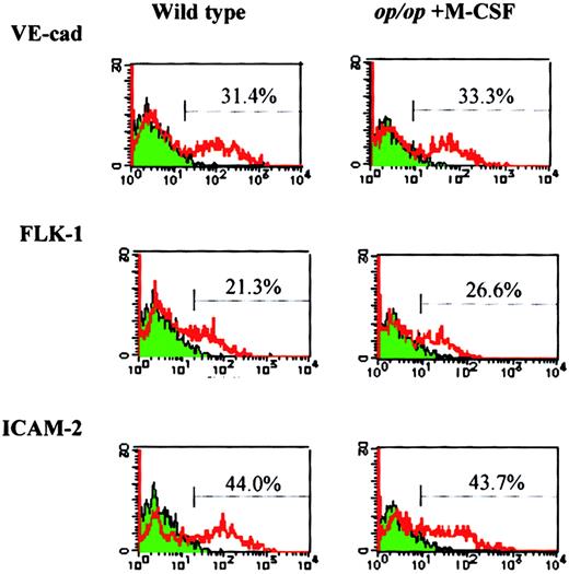 Fig. 4. M-CSF restores expression of endothelial cell markers inop/op adherent cells. / AGM culture of op/op mouse was supplemented with M-CSF on the first day of incubation. On the eighth day of culture, adherent cells were harvested and analyzed by flow cytometry using the antibodies against endothelial cell markers, VE-cadherin, Flk-1, ICAM-2, and FITC-labeled secondary antibodies. Wild-type AGM culture without M-CSF was used as a control. Note that the expression of the endothelial cell markers in op/op AGM culture was restored to the level in wild-type AGM culture by the addition of M-CSF.
