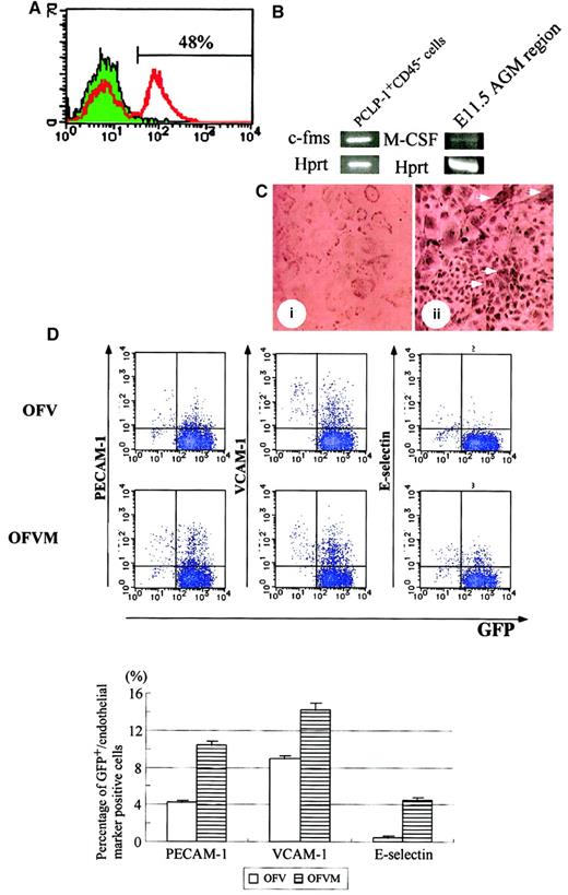 Fig. 7. M-CSF induces the expression of mature endothelial cell markers in PCLP-1+CD45− cells. / (A) Expression of the M-CSF receptor in adherent cells in AGM culture. Adherent cells in AGM culture were harvested on the eighth day and were analyzed by FACS using anti–M-CSF receptor antibody with FITC-conjugated anti-rat IgG. Approximately 48% of cells in AGM culture expressed the M-CSF receptor. (B) After 10 days of incubation, adherent cells in AGM culture were harvested and sorted using PCLP-1 and CD45 antibodies. A set of specific primers for c-fms,M-CSF, and hprt were used for amplification of the DNA fragments. The expression of c-fms was detected in PCLP-1+CD45− cells, and the expression of M-CSF was detected in the AGM region at 11.5 dpc. (C) Immunostaining of the M-CSF receptor. Positive cells were detected within and around the clusters of endothelial cells (arrowhead). (D) PCLP-1+CD45− cells were isolated from the AGM region of the GFP transgenic mouse at E11.5 and were cocultured with OP9 stromal cells in the presence (OFVM) and the absence (OFV) of M-CSF. After 8 days of incubation, adherent cells were harvested and analyzed by FACS using antibodies against PECAM-1, VCAM-1, and E-selectin. Numbers in the figure indicate the percentage of cells positive (upper) and negative (lower) for GFP-positive cells. Results were summarized in the bottom panel. This experiment was performed 3 times, and generally the same results were obtained. P < .05 in PECAM-1, VCAM-1, and E-selectin. Culture conditions: OFV—OSM, bFGF, and VEGF; OFVM—OSM, bFGF, VEGF, and M-CSF.