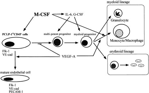 Fig. 9. M-CSF affects the differentiation of hematopoietic cells and endothelial cells in AGM culture. / M-CSF stimulates the differentiation of macrophages. VEGF regulates hematopoiesis negatively by enhancing the differentiation of endothelial cells from hemangioblasts in AGM culture. M-CSF induces the expression of hematopoietic cytokines from macrophages and other types of cells and also induces the expression of Flk-1 in hemangioblasts. Inop/op AGM culture, a lack of M-CSF leads to the reduction of the response of hemangioblasts to VEGF by decreasing the expression of Flk-1. Immature hematopoietic cells accumulate in op/opAGM culture.