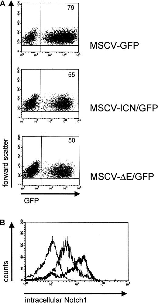 Fig. 1. Transduction of Sca1+lin− bone marrow cells and intracellular Notch1 expression in GFP+Sca1+lin− bone marrow cells. / (A) Flow cytometric analysis for GFP in transduced Sca1+lin− bone marrow cells 4 days after transduction. Plots represent fluorescence intensity for GFP on the x-axis and cell forward scatter on the y-axis. Numbers in corners indicate percent of events in that quadrant. (B) Flow cytometric analysis for intracellular Notch1 protein in GFP+Sca1+lin− bone marrow cells. The polyclonal antibody directed against the intracytoplasmic region of Notch1 was used as described. Histograms are expressed as fluorescence intensity for Notch1 on the x-axis and cell count on the y-axis. Overlaid are fluorograms with anti-Notch1 antibody on MSCV-GFP cells (dotted line), anti-Notch1 on MSCV-ICN/GFP cells (thick solid line), and anti-Notch1 on MSCV-ΔE/GFP cells (thin solid line).