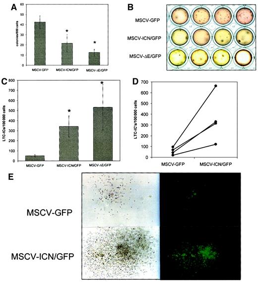 Fig. 2. Colony-forming assays and limit dilution LTCs demonstrate an inhibition of differentiation of murine RAG-1−/− and wild-type Sca1+lin− cells by activated Notch1. / (A) Activated Notch1 leads to a significant decrease of total colonies in Notch1 transduced (MSCV-ICN/GFP and MSCV-Δ E/GFP) RAG-1−/− Sca1+lin− bone marrow cells in comparison to control vector (MSCV-GFP) transduced cells in colony-forming assays. Chart shows average of colonies per 500 cells ± SEM of 4 independent experiments. Data were analyzed using the Student t test (n = 4;P = .048 MSCV-ICN/GFP versus control;P = .003 MSCV-ΔE/GFP versus control). (B) Morphology of colonies of transduced RAG-1−/−Sca1+lin− cells in a colony-forming assay. RAG-1−/−Sca1+lin− bone marrow cells expressing activated Notch1 form fewer and bigger colonies (MSCV-ICN/GFP and MSCV-ΔE/GFP) than control vector-transduced cells (MSCV-GFP). (C) RAG-1−/−Sca1+lin− cells transduced with activated Notch1 show a higher LTC-IC frequency in LTCs with limiting dilutions than control vector-transduced cells. Chart shows average of LTC-ICs per 100 000 cells ± SEM generated from 4 to 5 limiting dilutions (n = 3). Data were analyzed using the Student t test (P = .025 MSCV-ICN/GFP versus control;P = .05 MSCV-ΔE/GFP versus control). (D) LTC-IC frequency per 100 000 cells in wild-type Sca1+lin− bone marrow cells expressing activated, Notch1 (MSCV-ICN/GFP) in comparison to control vector-transduced cells (MSCV-GFP; 4 independent experiments, paired t test, P = .03). (E) Single cells picked from LTC-IC colonies were transferred into fresh semisolid medium. In this secondary colony-forming assay, Notch1-transduced cells (MSCV-ICN/GFP) form bigger colonies than control vector-transduced cells (MSCV-GFP). Photos show 2 representative colonies and their fluorescence under UV light.