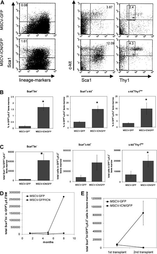 Fig. 4. Activated Notch1 expands primitive RAG-1−/−hematopoietic cells in vivo and enhances the self-renewal of RAG-1−/− hematopoietic stem cells in serial bone marrow transplantation. / Competitive repopulation of C57BL/6 Ly5.1 mice (n = 5 for each group), lethally irradiated and transplanted with 2000 RAG-1−/−Sca1+lin−Ly5.2+bone marrow cells expressing control vector (MSCV-GFP) or activated Notch1 (MSCV-ICN/GFP) along with 1.5 × 105Ly5.1+ competing bone marrow cells. Bone marrow cells were stained 5 months after transplantation. (A) Bone marrow cells were stained for Sca1 and lineage markers (CD3, CD4, CD8, B220, Mac1, Gr-1, and Ter119) or Sca1 and c-kit or c-kit and Thy1. Plots represent fluorescence intensity for the indicated markers on the x-axis and Sca1 or c-kit on the y-axis in the GFP+Ly5.2+ cell population of the bone marrow of 3 representative animals. Numbers in corners represent percent of events within that quadrant or gate. (B) Charts show the average percentage ± SEM of Sca1+lin−, Sca1+c-kit+, or c-kit+Thy1low cells in the GFP+Ly5.2+ bone marrow population. The Student t test was used to analyze the data (Sca1+lin−, P = .002; Sca1+c-kit+, P = .01; c-kit+Thy1low, P = .03). (C) Charts show the average of total Sca1+lin− or Sca1+c-kit+ or c-kit+Thy1low cells ± SEM in the GFP+Ly5.2+ bone marrow of animals receiving transplants. The Student t test was used to analyze the data. (Sca1+lin−, P = .03; Sca1+c-kit+, P = .06; c-kit+Thy1low, P = .05). (D) After 1.5, 5, and 8 months the bone marrow of competitive repopulated animals was analyzed by flow cytometry for Sca1+lin−cells in GFP+Ly5.2+ bone marrow. Chart represents total number of Sca1+lin− cells at different time points. (E) Bone marrow cells of competitive repopulated animals were pooled for each group 6 weeks after transplantation (first transplant; n = 5) containing equal numbers of Sca1+lin−GFP+Ly5.2+cells and again transplanted into lethally irradiated C57BL/6 Ly5.1 mice. The bone marrow was analyzed after a further 5 months by flow cytometry (second transplant; n = 4). Bone marrow cells were stained for Ly5.2, Sca1, and lineage markers (CD3, CD4, CD8, B220, Mac1, Gr-1, and Ter119). Total Sca1+lin− cells, which were also GFP+Ly5.2+, were measured by flow cytometric analysis and total cell count of the bone marrow of competitive repopulated animals of the first and second transplant. Chart shows the average ± SEM of total Sca1+lin−GFP+Ly5.2+cells in the bone marrow.