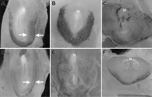 Fig. 1. Reduced erythropoiesis in blood islands of VAD embryos. / Normal (A-C) or VAD (D-F) quail embryos were stained witho-dianisidine to identify (dark stained) globin-expressing cells at stages 9 (A, D), 11 (B, E), or 12 (C, F). Views are ventral, and the anterior portion is at the top; H indicates the head of each embryo. By stage 12, blood can be seen intra-embryonically in the normal embryo. Arrows (A, D) indicate the differences in the globin-expressing caudo-lateral domains. VAD embryos show significantly reduced staining, particularly limited to the extreme caudo-lateral regions by stage 12. Original magnification × 32.