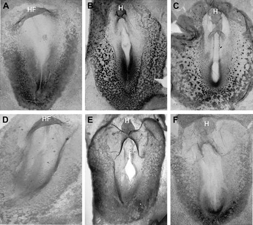 Fig. 3. GATA-2 expression is significantly decreased in the VAD embryo. / Normal (A-C) and VAD embryos (D-F) were analyzed by whole-mount in situ hybridization for GATA-2 transcripts at stages 7 (A, D), 9 (B, E), and 11 (C, F). All embryos are arranged anterior to the top, with a ventral view. HF indicates head-fold; H, head. Note that GATA-2 transcripts are detected readily in the caudal region of the embryo and blood island region of normal embryos by stage 7, whereas these levels are significantly decreased in the VAD embryos. Original magnification × 32.