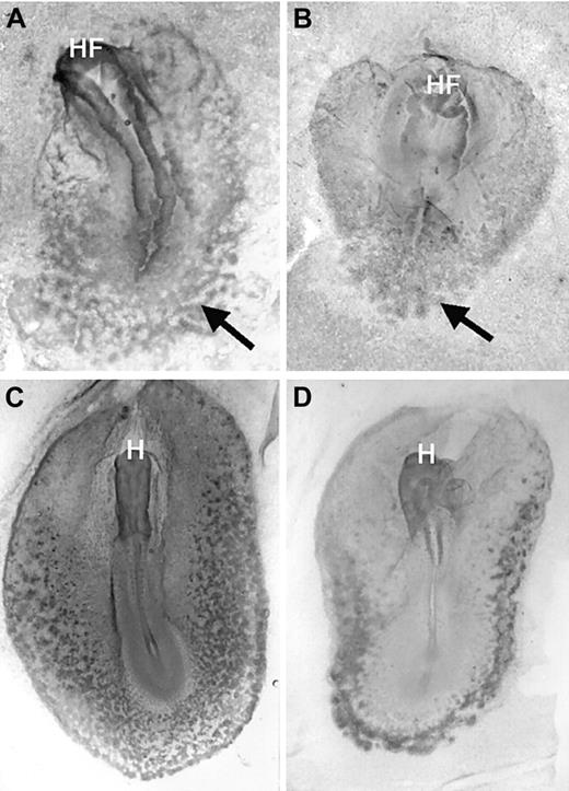 Fig. 4. GATA-1 is expressed in the early blood island regions of VAD embryos. / Normal (A, C) or VAD (B, D) embryos were analyzed at stage 8 (A, B) or stage 11 (C, D) as in Figure 3, except that a probe was used to detect GATA-1 transcripts. In contrast to GATA-2, the pattern at stage 8 is similar comparing normal and VAD embryos, though GATA-1 expression becomes restricted to lateral regions by stage 11. Arrows indicate GATA-1–expressing blood islands. Original magnification × 32.