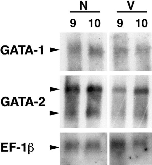Fig. 5. Northern blotting experiments confirm the quantitative decrease in GATA-2 transcript levels. / RNA was isolated from normal (N) or VAD (V) embryos at stage 9 or 10, and mRNA was analyzed by Northern blotting using probes to GATA-1, GATA-2, or control EF-1β cDNA as indicated. Note that there are 2 GATA-2 transcripts (arrowheads), and levels of both are decreased significantly at these stages relative to either GATA-1 or EF-1β.