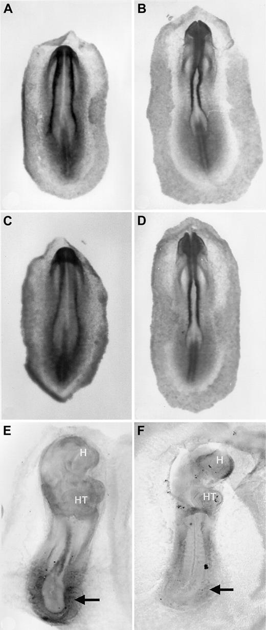 Fig. 6. BMP4 transcript patterns in normal and VAD embryos. / Compared to normal embryos (A, B), the pattern in VAD embryos (C, D) is relatively unchanged in stage 7 (A, C) or stage 8+ (B, D) embryos. However, BMP4 expression is not maintained normally in the VAD embryo, which by stage 14 (E, normal; F, VAD) lacks BMP4 RNA in the caudal embryonic domain (arrows). All views are anterior to the top. In panels A to D, the views are dorsal, whereas in panels E to F, it is ventral. H indicates head; HT, heart. Original magnification × 32.