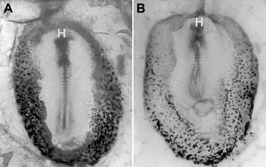 Fig. 8. Blood island erythropoiesis is inhibited by noggin, an antagonist of BMP signaling. / Normal chicken embryos were isolated at stage 4 and were cultured according to New19 technique for 24 hours, followed by benzidine staining. Shown are representative embryos cultured in control medium (A) or noggin-conditioned medium (B). Embryos are oriented anterior to the top, with a ventral view. Original magnification × 32.