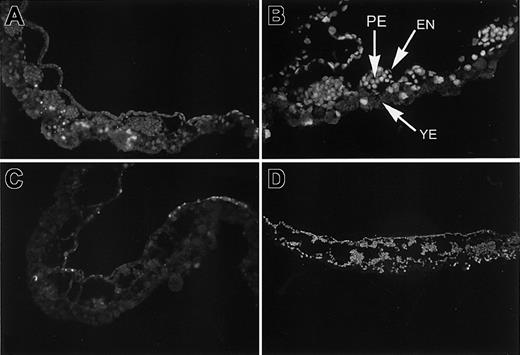 Fig. 9. Inappropriate apoptosis is present in blood island regions of VAD embryos. / Sections derived from normal (A, C) or VAD (B, D) embryos isolated at stage 8 (A, B) or stage 11 (C, D) were analyzed by TUNEL staining to identify cells undergoing apoptosis. Large clusters of dying cells are evident in the VAD blood islands, indicated by bright yellow. A few positive cells are found in the yolky endoderm (YE) of normal and VAD embryos, but only VAD embryos show extensive apoptosis in the primitive erythroid (PE) clusters and in at least some of the surrounding endothelial (EN) cells. Original magnification × 100.