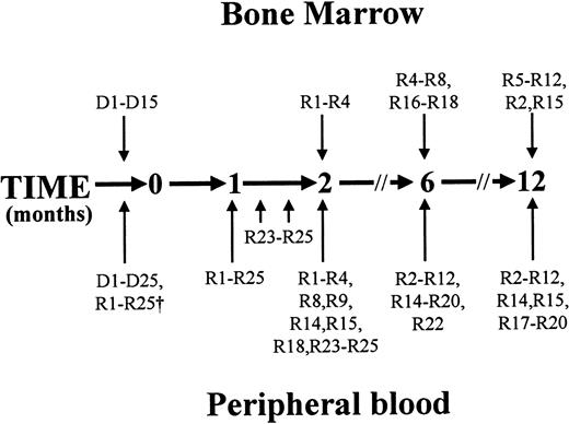 Fig. 1. Timing of specimen collection. / Peripheral blood (20-40 mL) was obtained from all donors before bone marrow harvest or mobilized peripheral blood collection and from recipients before conditioning. Microsatellite analysis was performed on whole blood leukocytes from these samples to allow for subsequent assessment of hematopoietic chimerism in recipients. Donors' neutrophils were isolated, and their telomere length and X-inactivation pattern (when the donor was female) were assessed. HSCT was performed at time zero. All recipients were sampled within 2 weeks of attainment of an ANC more than 0.5 × 109/L after HSCT (represented by the arrow at 1 month). Three recipients (R23, R24, and R25) underwent further peripheral blood sampling on 3 occasions at weekly intervals from the time of engraftment. Nineteen of 20 surviving patients were sampled 6 months after HSCT, and 17 of 18 surviving patients were sampled 12 months after HSCT. In addition, 9 patients were tested 2 months after HSCT, as shown. Complete blood cell counts and differential white blood cell counts, hematopoietic chimerism, neutrophil telomere length, and X-inactivation patterns in neutrophils (when the donor was female) were determined at these times. Bone marrow specimens (5-10 mL) were obtained from 15 donors at the time of bone marrow harvest, and from 4 recipients 2 months after HSCT, 7 recipients 6 months after HSCT, and 10 recipients 12 months after HSCT, as indicated. The proportion of CD34+ cells expressing CD90 was determined, and the cell cycle status of CD90+/−subsets was examined.