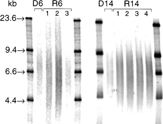 Fig. 2. TRF smears from 2 donor/recipient pairs (D/R6 and D/R14). / Three micrograms RsaI and HinfI digests were loaded into a 0.5% agarose gel and electrophoresed overnight alongside 32P-labeled size markers (λHIII; with bands at 23.6, 9.4, 6.6, and 4.4 kb, as indicated). After gel drying, denaturing, and neutralization, gels were hybridized to a γ-32P end-labeled 5′-(CCCTAA)3 telomeric probe at 37°C overnight. After washing, the gel was exposed to a PhosphorImager plate, and each TRF smear was quantified by densitometry using ImageQuant software. Mean TRF lengths for these samples were as follows: D6, 9.2 kb; R6, 8.4 kb, 8.7 kb, and 8.6 kb, at engraftment (1), 6 months (2), and 12 months (3), respectively; D14, 8.6 kb; R14, 8.5 kb, 8.4 kb, 8.4 kb, and 8.4 kb, at engraftment (1), 2 months (2), 6 months (3), and 12 months (4), respectively.