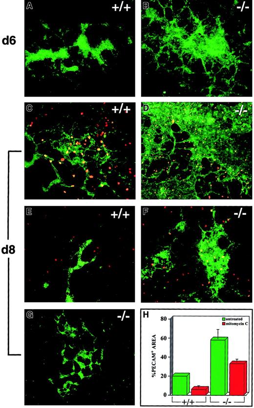 Fig. 5. Mitomycin C treatment partially rescues theflt-1−/− vascular phenotype. / Day 6 ES cell cultures were fixed (A,B), left untreated (C,D), or treated with mitomycin C (E-G). Some cultures (C-G) were differentiated for an additional 48 hours. Cultures were labeled with an antibody to PECAM (green), and some cultures (C-F) were also labeled with the mitotic marker antiphosphohistone H3 (red). Notice the abundance of phosphohistone H3–labeled figures in untreated (C-D) cultures compared with treated (E-F) cultures. (G) Example of a treatedflt-1−/− culture that morphologically resembled WT vasculature. (H) Quantitative image analysis of the PECAM+ area of day 8 WT (+/+) andflt-1−/− (−/−) cultures treated with mitomycin C (red) or left untreated (green). Each bar represents the average stained area from at least 3 wells stained with PECAM antibody. Magnification was ×10 except C (×20) and G (×4).