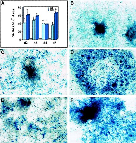 Fig. 6. Mitomycin C–sensitive expansion of β-galactosidase–expressing cells in flt-1−/− ES cell cultures at earlier times. / (A) Quantitative image analysis of the β-galactosidase+areas of flt-1+/− (light blue bars) andflt-1−/− (dark blue bars) ES cell cultures on days 2 to 5 of in vitro differentiation. For days 2 and 3, the bars represent the average β-galactosidase+ area for 9 individual attached ES cell clumps. For days 4 and 5, the bars represent the average β-galactosidase+ area for 2 culture wells. The asterisk (*) indicates significance atP < .001. (B-F) Days 4 to 6flt-1−/− ES cell cultures untreated (B,D,F) or treated with mitomycin C (C,E) and stained for β-galactosidase activity. (B) Day 4 flt-1+/− culture. (C) Day 5flt-1−/− culture treated on day 4 with mitomycin C. Note decrease in stained area relative to (D) untreated day 5 flt-1−/− culture. (E) Day 6flt-1−/− culture treated on day 5 with mitomycin C. Note decrease in stained area relative to (F) untreated day 6 flt-1−/− culture. Original magnification, ×20.