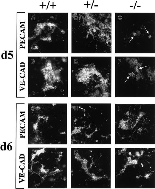 Fig. 7. Expression of vascular markers in differentiating ES cell cultures. / Wt (+/+) (A,D,G,J), flt-1+/−(B,E,H,K), and flt-1−/− (C,F,I,L) ES cell cultures were fixed on day 5 (A-F) or day 6 (G-L) and labeled with antibodies to PECAM (A-C,G-I) or VE-cadherin (D-F,J-L), and the appropriate fluorescent-labeled secondary antibody. Arrows (C,F) point to sparse PECAM+ and VE-cadherin+ cells in day 5 flt-1−/− cultures. Original magnifications ×20, except D-F at ×40.