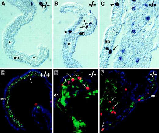 Fig. 8. Flt-1 −/− embryos have increased mitoses in endothelial cells. / Transverse sections of day 8.5 embryos were processed for immunohistochemistry by using antiphosphohistone H3 to detect mitotic nuclei (A-C), and overlays of adjacent sections were processed individually (see “Materials and methods” section) for immunohistochemistry with antiphospohistone H3 (red), anti-PECAM (green), and DAPI (blue) (D-F). Visualization of yolk sacs offlt-1+/− (A) or WT (+/+) (D) embryos that were phenotypically normal showed few mitotic nuclei in vascular areas (arrow in D). In contrast,flt-1−/− embryos (B,C,E,F) exhibited vascular overgrowth and numerous mitotic nuclei (red; E,F) in PECAM+regions (green; E,F) of the yolk sac and allantois (F, left part of panel). (A-C) Asterisks denote the lumina of blood islands in the yolk sac, and arrows point to mitotic nuclei abutting the endoderm with the long axis perpendicular to the long axis of the endoderm cells, a characteristic of dividing endothelial cells. In contrast, the arrowhead in C points to a mitotic nucleus in the endoderm with the long axis parallel to the long axis of the endoderm cells, a characteristic of dividing endoderm. The arrowhead in B points to a mitotic nucleus of unknown cell type. (D-F) Arrows point to mitotic nuclei of PECAM+ cells. En, visceral endoderm of the yolk sac.