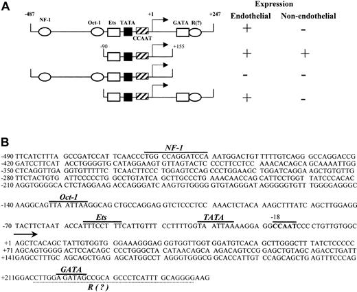 Fig. 1. Schematic representation and nucleotide sequence of the VWF promoter. / (A) A schematic representation of the VWF promoter and the position of cis-acting elements and transacting factors that bind them are shown. The factors that function as repressors (NF1, Oct-1, and R?) are represented by circles and the factors that function as activators (Ets and GATA) are represented by rectangles. The TATA and CCAAT sequences are shown by filled and hatched rectangles, respectively. The arrow represents the position of the transcription initiation site. The expression pattern of various fragments of the promoter in endothelial and nonendothelial cells are shown. The + and − represent the promoter activity and lack of activity, respectively. (?) indicates unidentified. (B) The nucleotide sequence of the VWF promoter with the exact position of cis-acting elements is shown. The dotted line represents the sequence +215 to +247 that was shown to interact with protein complex “R.”