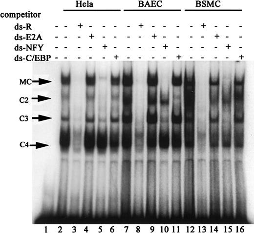 Fig. 2. Inhibition of repressor protein complex interaction with VWF DNA sequences in the presence of NFY binding oligonucleotide competitor. / Gel mobility experiments were carried out using a radioactively labeled oligonucleotide probe corresponding to DNA sequences +215 to +247 of the VWF gene. The probe (10 000 cpm) was incubated with nuclear extracts (5 μg) prepared from HeLa, BAE, and BSMC cells in the presence or absence of competitors and analyzed on a nondenaturing 5% polyacrylamide gel as described in “Materials and methods.” The competitors were double-stranded oligonucleotides corresponding to sequences +215 to +247 (ds-R, specific competitor), and sequences that contained E2A, C/EBP, and NFY consensus binding sites. Lane 1 contains the probe alone in the absence of nuclear extracts. The − represents the absence and the + represents the presence of 100× excess of each competitor. Samples containing nuclear extracts (5 μg) from each cell type are shown under the bold lines. Arrows show the position of the MC and the 3 faster migrating minor complexes C2, C3, and C4. The free probe is shown at the bottom of the gel. The figure shown is a representative of 3 independent experiments.