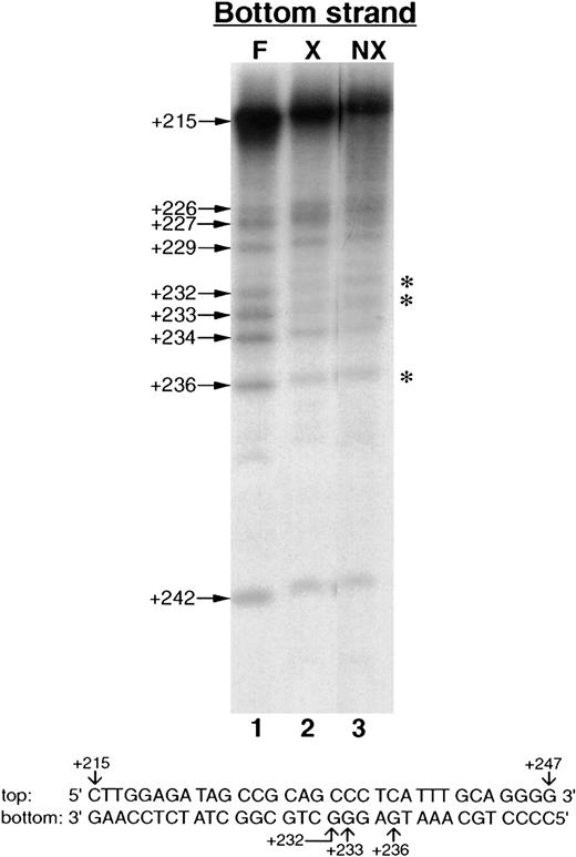 Fig. 4. Identification of the G nucleotides in the repressor element that interact with NFY. / Labeled DNA probe (bottom strand labeled) corresponding to sequences +215 to +247 was partially methylated with dimethyl sulfate, incubated with nuclear extracts, and complexes formed were resolved on a 5% nondenaturing acrylamide gel. NFY protein bound probe (X), probe bound to nuclear proteins to form complex C3 (NX), and free probes (F) were eluted and cleaved at modified bases with piperidine and resolved on 20% acrylamide sequencing gel. Positions of the G residues where methylation interfered with protein interaction are shown by asterisks. The numbers represent the position of G residues in the bottom strand that correspond to each band. The analysis of the protein DNA complex formed with the probe that was labeled at the top strand is not shown since no difference was observed in the pattern compared with that of free probe. The figure shown is a representative of 3 independent experiments.