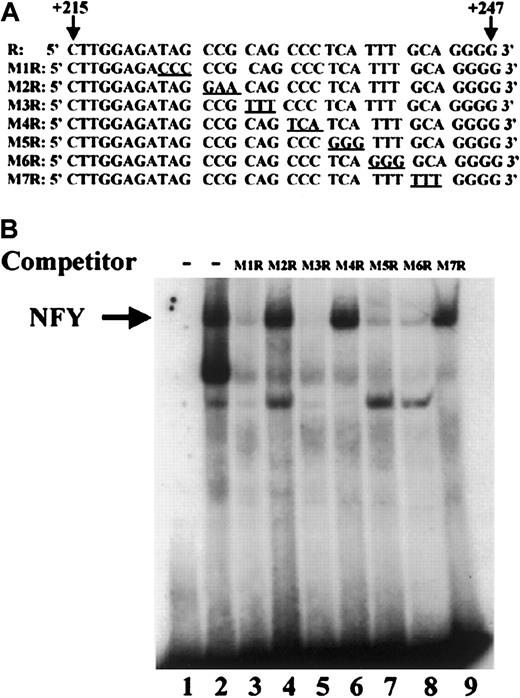 Fig. 5. Characterization of the nucleotides in sequences +215 to +247 that are required for stable NFY-DNA interaction. / (A) The sequences of the wild-type and mutant oligonucleotides corresponding to region +215 to +247 of the VWF gene are shown. The base substitution mutations in each oligonucleotide are underlined. (B) Gel mobility experiments were carried out using HeLa cell nuclear extracts as described in Figure 2. The probe used was the wild-type (R) oligonucleotide, and the competitors were mutant oligonucleotides shown in (A) and were present at 20× excess of the probe. The − represents the lack of competitors.