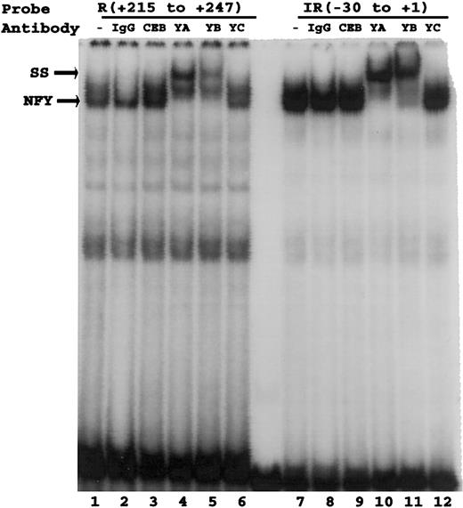 Fig. 8. Determination of the subunit composition of NFY complexes. / Nuclear extracts from HUVECs (5 μg) were incubated with IgG and anti-C/EBP (shown as CEB) antibodies as negative controls, and anti–NFY-A, anti–NFY-B, and anti–NFY-C antibodies (1 μg each). Following 3 hours of incubation at 4°C, the reaction mixtures were further incubated at room temperature for 15 minutes in the presence of either the IR probe that corresponds to sequences −30 to +1 and contains the CCAAT element (lanes 7-12), or the R probe corresponding to sequences +215 to +247 (lanes 1-6). Complexes formed were analyzed on an acrylamide gel as described for Figure 2.
