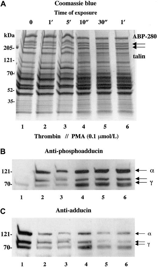 Fig. 2. Activation of platelets with PMA mimics the effect of thrombin on adducin phosphorylation and proteolysis. / Platelets were exposed to thrombin (1 U/mL) or PMA (0.1 μM) for increasing times. Direct activation of PKC with PMA caused rapid phosphorylation of adducin (B) as well as rapid proteolysis of adducin (C).