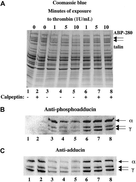 Fig. 4. The calpain-specific inhibitor, calpeptin, inhibited proteolysis of adducin. / Platelets were activated with thrombin (and 2.5 mM CaCl2) in the presence (lanes 6-8) or absence (lanes 3-5) of calpeptin (100 μg/mL preincubation for 10 minutes). Phosphorylation of adducin was more prominent in the samples treated with calpeptin (B) because the proteolysis of adducin was inhibited (C).