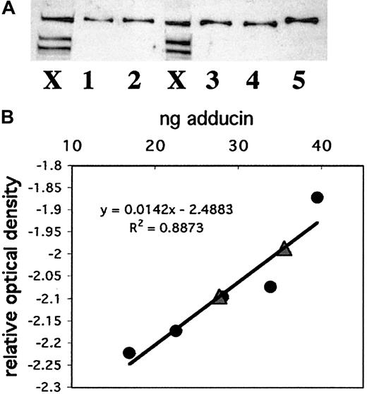 Fig. 6. Quantitation of adducin in platelets. / (A) Western blotting was performed with known amounts of recombinant alpha adducin (lanes 1-5) for comparison to platelet samples from 2 individuals (lanes marked X). (B) A standard curve was generated by using NIH Image software to quantitate bands from (A) and convert to relative optical density. Circles correspond to known amounts of adducin; triangles correspond to platelet samples.