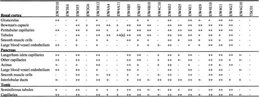 Fig. 3. Immunofluorescence staining of various tissues with antiheparin antibodies. / Cryosections of rat renal cortex, pancreas, and testis were stained with periplasmic fractions containing the antibodies. Bound antibodies were visualized by incubation with anti-VSV mouse monoclonal antibody P5D4, followed by Alexa 488–conjugated goat antimouse IgG. Staining intensity: ++, strong; +, moderate; +−, weak; −, absent (n=3). (a) Collecting ducts only.