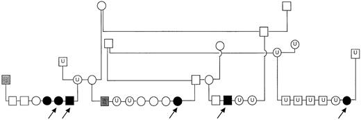 Fig. 1. Pedigree of inbred GSDs with platelet procoagulant deficiency. / Solid symbols represent dogs with clinical signs of bleeding and high residual serum prothrombin; shaded symbols represent dogs with high residual serum prothrombin (but no history of abnormal bleeding); open symbols represent clinically normal dogs with normal residual serum prothrombin; U indicates dogs unavailable for testing. Arrows indicate the 5 dogs examined in this report.