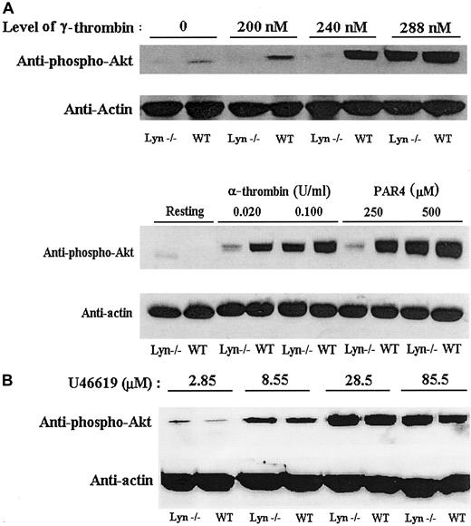 Fig. 6. Akt phosphorylation is decreased in Lyn-deficient platelets relative to wild-type platelets in response to thrombin and the PAR4 peptide. / Lyn-deficient platelets diminished Akt phosphorylation in response to γ-thrombin, α-thrombin, or PAR4 peptide concentrations that produce secretion-dependent aggregation (A). However, high concentrations of γ-thrombin, α-thrombin, or PAR4 peptide induced Akt phosphorylation in Lyn-deficient platelets. Immunodetection of actin was performed to show that a similar amount of protein was present in each lane. As a control, increasing concentrations of U46619 were used to activate Lyn-deficient and wild-type platelets (B). Akt phosphorylation by Lyn-deficient platelets was normal in response to U46619, so the diminished Akt phosphorylation was specific to thrombin receptor signaling.