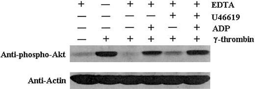 Fig. 7. ADP and TxA2 enhance Akt phosphorylation. / EDTA treatment of wild-type platelets inhibited aggregation induced by a medium concentration of γ-thrombin. In the absence of aggregation, platelets were also activated with 5 μM ADP or 0.05 μM U46619, or both, in the presence of a medium concentration of γ-thrombin. Akt phosphorylation was restored by the addition of ADP and U46619 in the γ-thrombin–stimulated platelets in the absence of aggregation. Thus, aggregation is not absolutely required for Akt phosphorylation.
