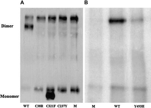 Fig. 1. Western blot analysis of immunoprecipitated factor XI secreted by BHK cells transfected with mutant factor XI constructs. / Twenty-microliter samples of WT, mutants, and mock (M) were size-fractionated in 2 experiments (panels A and B) under nonreducing conditions on a 7.5% SDS-PAGE and reacted with polyclonal rabbit antihuman factor XI antibodies. Factor XI dimer was detected only in WT and Tyr493His samples, and factor XI monomer was observed only in the Cys321Phe mutant. A fast-migrating nonspecific band was observed in all samples, including the 2 mocks. A nonspecific slow-migrating band present in panel A most probably corresponds to mouse IgG, which is recognized by the secondary peroxidase-conjugated antibody. This band is absent from samples shown in panel B, probably because the secondary antibody used in this experiment was preadsorbed with mouse IgG, thereby eliminating cross-reactivity.