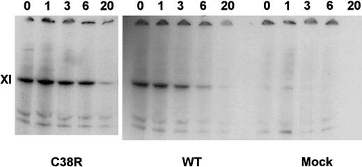 Fig. 3. Pulse-chase experiments of Cys38Arg and WT factor XI. / Transfected cells were radiolabeled by 35S-methionine and then chased by cold methionine for 1 to 20 hours. Cell lysates were precipitated by monoclonal antibodies against factor XI, electrophoresed on gradient 4% to 12% SDS-PAGE gels under reducing conditions, and exposed to autoradiography. Note that Cys38Arg was produced similarly to WT and did not undergo accelerated degradation.