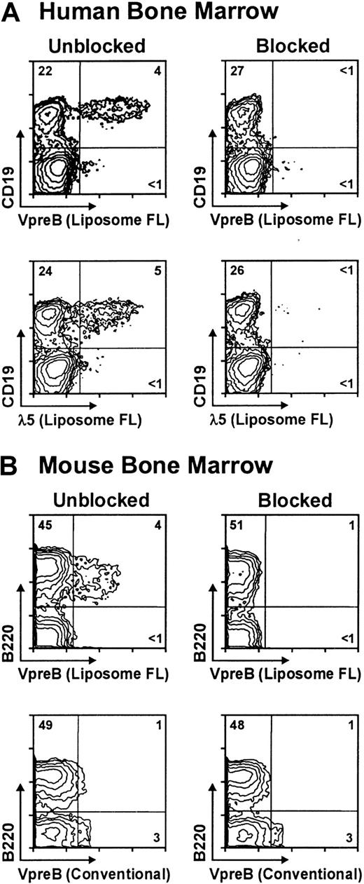 Fig. 2. Enhanced and conventional indirect immunofluorescence analysis of cell surface SLC expression by B lineage cells. / (A) CD19+ cells in human bone marrow and (B) B220+ cells in mouse bone marrow were examined with digoxigenin-labeled anti-VpreB and anti-λ5 mAbs and antidigoxigenin-coated fluorochrome-loaded liposomes as a second-step reagent or with biotinylated anti-VpreB mAb and streptavidin-PE.