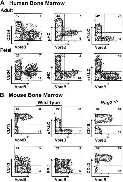 Fig. 3. Phenotypic characterization of SLC-bearing B lineage cells in bone marrow. / (A) Human adult or fetal cells and (B) mouse cells from wild-type or Rag-2−/− juvenile mice were incubated with, respectively, anti-CD19 or anti-B220 antibodies, plus digoxigenin-labeled anti-VpreB and antidigoxigenin-coated fluorochrome-loaded liposomes, before counterstaining with fluorochrome-labeled antibodies against CD34, μHC, or κ/λLC (A) or CD19, CD43, BP-1, or κ/λLC (B). Viable CD19+ cells (A) or B220+ cells (B) were electronically gated for this analysis. Coexpression of μHC by VpreB+ cells, indicated by the upward shift observed with conventional immunofluorescence (A, middle panels), was confirmed in parallel experiments in which the liposome-enhanced assay was also used to detect cell surface μHC expression (see text).