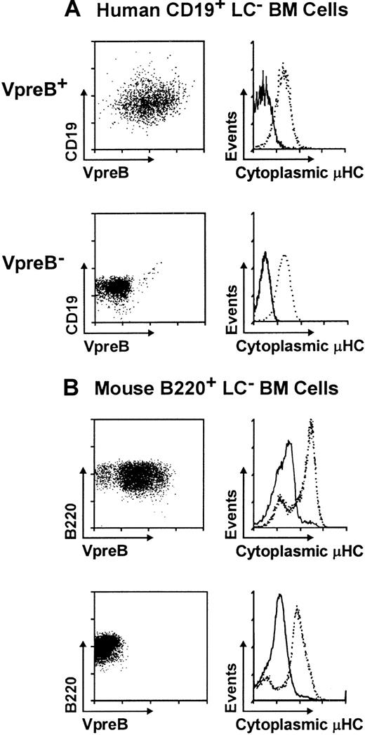 Fig. 4. Analysis of intracellular μHC expression by pre-BCR+ and pre-BCR− subpopulations. / (A) Human VpreB+ and VpreB−CD34−subpopulations of CD19+κ/λLC− B lineage cells and (B) mouse VpreB+ and VpreB−subpopulations of B-lineage cells from bone marrow samples were purified by immunofluorescence cell sorting before cell permeabilization and analysis of intracellular μHC expression. Dashed lines indicate intracellular μHC staining; solid lines indicate background fluorescence.