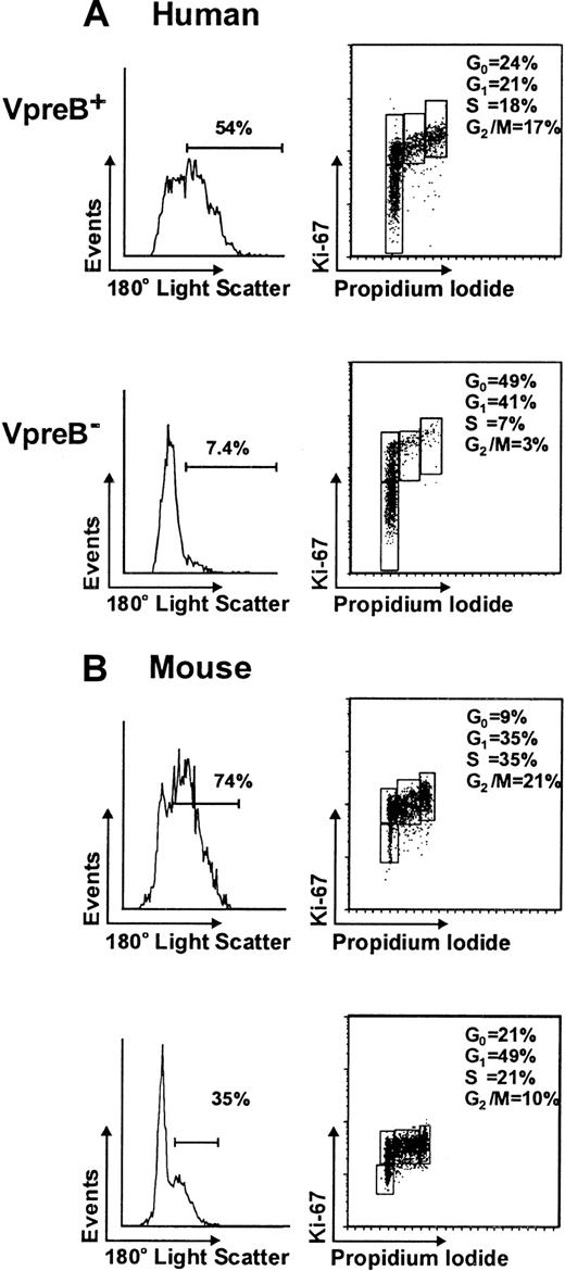 Fig. 5. Cell size and cell cycle analysis of pre-BCR+ and pre-BCR− subpopulations. / (A) Human VpreB+ and VpreB−CD34−subpopulations of CD19+κ/λLC− B lineage cells and (B) mouse CD19+BP-1+κ/λLC− pre-B cells were sorted on the basis of positive or negative cell surface VpreB expression before evaluation of relative cell size by light scatter profile analysis (upper panels) and cell cycle status assessment by Ki-67 expression and DNA content (lower panels).