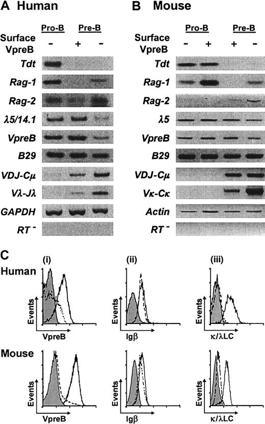 Fig. 6. Expression profiles for B lineage genes and intracellular proteins in pro-B and pre-B subpopulations. / (A) Human CD34+CD19+VpreB−pro-B, CD19+ κ/λLC−VpreB+pre-B, and CD19+κ/λLC−CD34−VpreB−pre-B cells were isolated from fetal bone marrow samples. (B) Mouse CD19+ VpreB+ and CD19+VpreB− pro-B cells were isolated from RAG2−/− bone marrow, and VpreB+ and VpreB− subpopulations of pre-B cells (CD19+BP-1+ κ/λLC−) were isolated from bone marrow of wild-type juvenile mice. Subpopulations were purified by 2 rounds of immunofluorescence-based sorting, and the sorted cells were used as templates for RT-PCR assays. PCR products were visualized on agarose gels by ethidium bromide staining. (C) Analysis of cytoplasmic VpreB, Igβ, and conventional LC protein expression within pre-BCR− pre-B cells. Dashed lines indicate staining of pre-BCR− cells. Solid lines represent staining in control pre-BCR+ cells (i) and CD19+κ/λLC+ B cells (ii) and (iii). Background staining with isotype-matched antibodies of irrelevant specificity is indicated by shaded histograms.