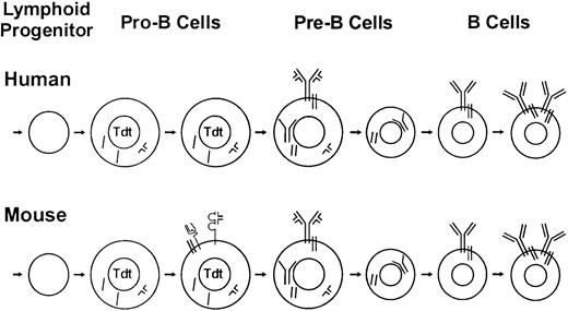 Fig. 7. Comparative models of normal B cell differentiation in humans and mice. / , μ heavy chains;, Igα/β;, VpreB/λ5;, BILL-cadherin;, calnexin; Tdt, terminal deoxyribonucleotidyl transferase. Pro-B cells depicted in this scheme express cell surface CD19.