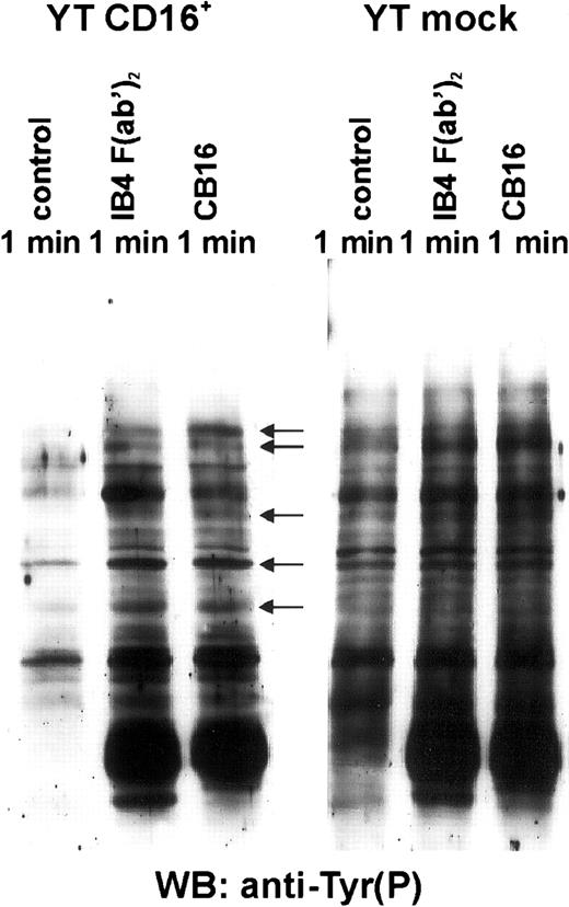 Fig. 3. Surface expression of CD16 is required for CD38-mediated increases in protein tyrosine phosphorylation. / YT CD16+ and YT mock cell lines were resuspended in serum-free RPMI-1640 medium and incubated with the appropriate mAb. Cells were then lysed, subjected to SDS-PAGE (10% gel under reducing conditions), transferred to PVDF membranes, and immunoblotted with RC20-HRP, an antiphosphotyrosine mAb. The same number of cell equivalents was loaded in each well. Molecular mass markers are indicated in kilodaltons. Data are from 3 independent experiments.