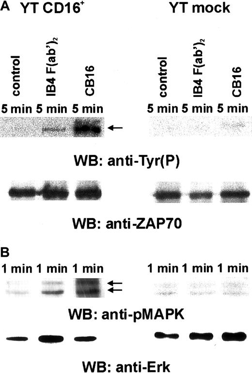 Fig. 4. CD38-mediated ZAP70 and MAPK activation depends on CD16 expression. / YT CD16+ and YT mock cells were prepared and incubated as described in the legend for Figure 3. ZAP70 activation was determined by immunoprecipitating the lysates with an affinity-purified rabbit polyclonal anti-ZAP70 antibody and by immunoblotting with the anti-pTyr RC20-HRP mAb (A, upper panel) and then by reprobing with rabbit anti-ZAP70 (Zap-4) serum (A, lower panel). ERK activation was determined by immunoblotting with an anti–diphospho-ERK mAb (B, upper panel). The filter was then stripped and reprobed with an antitotal ERK-2 antibody (B, lower panel). Data are from 3 independent experiments.