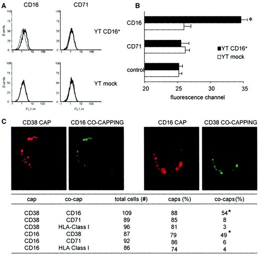 Fig. 8. CD38 is laterally associated with CD16 on the membrane of YT CD16+ cells. / (A) Cells were stained with Cy3-conjugated CD38 mAb and the indicated FITC-conjugated mAb. FITC was excited at 488 nm and Cy3 emissions were collected at more than 600 nm. The cytofluorographic profiles show representative data from 3 independent experiments. Each quadrant shows Cy3 emissions at more than 600 nm in the absence and presence of the indicated FITC-conjugated mAb. A right shift of the curve indicates FRET. (B) Bar graph shows the mean ± SD for the median fluorescence intensities on the membrane of YT CD16+ cells, expressed as median fluorescent channels derived from the results of 3 independent experiments. The asterisk indicates the CD16 FRET that is significantly higher than the CD71 FRET in the same cell line (P < .05; Wilcoxon matched pair, signed rank test). (C) Capping of the CD38 molecules induces cocapping of CD16 but not of HLA class I molecules. The same result was obtained by reverting the order of the mAbs, ie, by capping with CD16 and cocapping with CD38. The table shows cumulative data from several experiments. The numbers of caps and cocaps is presented as a percentage of cells analyzed. Cells showing partial redistribution of the surface molecule detected by the primary capping antibody were excluded from the analysis. The asterisks indicate a significant difference. Original magnification × 50.