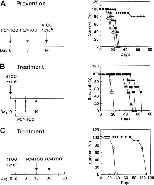 Fig. 3. Antitumor immunity induced by immunization with FC/4TOO cells. / (A) Balb/c mice (10 per group) were immunized twice subcutaneously with 1 × 106 irradiated 4TOO cells (■), DCs alone (□), FC/4TOO cells (●), or DCs mixed with 4TOO cells (▴). PBS (○) was used as a control. On day 14, the mice were challenged intravenously with 2 × 105 4TOO cells. (B) Balb/c mice (10 per group) were injected intravenously with 2 × 105 4TOO plasmacytoma cells on day 0 and then treated intravenously with irradiated 4TOO cells (□), 1 × 106 FC/4TOO (▴), 2 × 106 FC/4TOO (■), and 5 × 106FC/4TOO (●) on days 2, 6, and 10. (C) Balb/c mice (10 per group) were injected intravenously with 1 × 105 4TOO cells on day 0 and then treated with 2 × 106 FC/4TOO cells (●) on days 2, 6, 10, 35, and 50. Irradiated 4TOO cells were used as a control (□). The mice were monitored for survival. Similar results were obtained in 3 separate experiments.