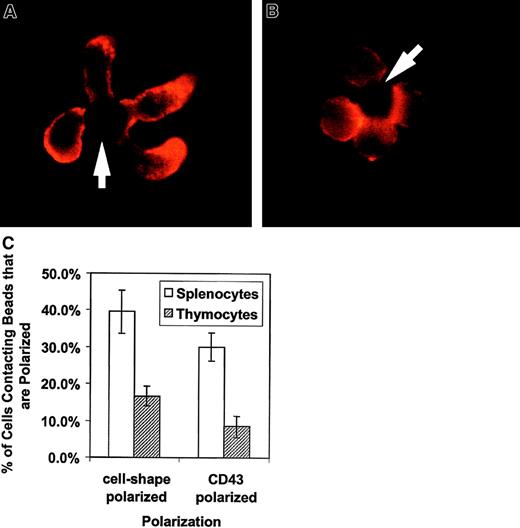 Fig. 1. Activation of primary T lymphocytes leads to a polarized morphology and CD43 redistribution but activation of thymocytes does not. / These results are representative of 3 independent experiments. (A) CD4+ spleen T cells were conjugated with beads coated with anti-CD3 and anti-CD28, fixed, and stained for CD43. The cells were analyzed by immunofluorescence microscopy as described in “Materials and methods.” They clearly change shape on activation and accumulate CD43 toward the opposite from the contact site end of the cell. The arrows indicate location of the beads. (B) Sorted thymocytes were activated with beads coated with anti-CD3 and anti-CD28, fixed, and stained for CD43. To obtain an enriched double-positive population of the thymocytes, cells were sorted by CD8+ selection. The activated thymocytes had a predominantly round shape without CD43 polarization. (C) Quantitation of thymocyte response to activation. The bars represent the cells polarized as a percentage of bead-conjugated cells from 3 experiments. The results for predominantly double-positive thymocytes (striped bar) and for CD4+ splenocytes (white bar) are shown. One to 2 slides with 80 to 120 bead-conjugated cells counted on each were evaluated in an experiment. The error bars represent 1 SD. The difference for cell shape polarization was significant at P < .0005 and the difference for CD43 polarization was significant at P < .00005. Original magnification × 1000.
