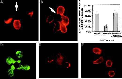 Fig. 4. Mevastatin inhibits CD43 redistribution without inhibiting cell shape polarization. / Purified CD 4+ T cells were incubated with 50 μM mevastatin for 18 hours and then activated with beads coated with anti-CD3 and anti-CD28. The cells were fixed and stained for CD43 as described in “Materials and methods.” (A) An example of T cells untreated with mevastatin and activated with beads at the same time as mevastatin-treated cells. Two of the 3 cells conjugated with the bead on the photograph redistributed the CD43 away from cell-bead interaction site. (B) An example of cells treated with mevastatin. Although cell shape polarization was similar to the untreated cells, CD43 was not redistributed away from the cell-bead contact site. The arrows indicate location of the beads. (C) Quantitation of CD43 polarization in cell shape polarized cells treated with mevastatin. The bars represent the average percentage of cells with polarization of CD43 out of cells that have polarized shapes in conjunction with bead contact. Three slides, with 15 to 42 shape-polarized cells per slide, were counted and averaged and the error bars represent 1 SD. The difference between the mevastatin and mevastatin with mevalonic acid lactone groups was significant at P < .03. Three additional experiments, comparing mevastatin-treated and control groups, were averaged and showed a difference between the groups that was significant at P < .002. (D) Mevastatin-treated cells were conjugated with APC-like beads, fixed, permeabilized, and stained with FITC-labeled cholera toxin B subunit to detect rafts. (E-F) Purified DO.11.10 TCR transgenic CD4+ T cells were purified and combined with UT139.B2 APCs pulsed with the ovalbumin antigenic peptide, OVA323-339. The cells were fixed and stained for CD43 as described in “Materials and methods.” (E) T cell–APC interactions without mevastatin treatment. (F) T cell–APC interactions after T-cell treatment with 50 μM mevastatin for 18 hours. Similar results have been observed in 2 experiments. Magnification × 1000.