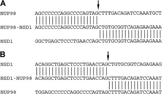 Fig. 3. NUP98-NSD1 and NSD1-NUP98 fusion cDNA. / (A) and (B) show the partial nucleotide sequence of theNUP98-NSD1 and NSD1-NUP98 fusion transcripts respectively. In each case the germline NUP98 andNSD1 nucleotide sequences are also shown. Arrows show theNUP98 and NSD1 fusion points. In (A), theNUP98 and NSD1 mRNA were fused in-frame joining nucleotide 1552 (corresponding to the end of exon 12) ofNUP98 to nucleotide 3506 (corresponding to exon 6) ofNSD1. In (B), NSD1 and NUP98 mRNA were fused in-frame joining nucleotide 3505 of NSD1 (exon 5) to nucleotide 1553 (exon 13) of NUP98.
