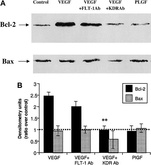 Fig. 2. VEGF increases Bcl-2, but not Bax, expression by interacting with KDR, but not FLT-1. / (A) Protein extracts were obtained from HL-60 cells, which were cultured in serum-free RPMI for 24 hours (control), in presence of 50 ng/mL VEGF, VEGF plus 1 μg/mL KDR antibody (clone IMC-1C11), VEGF plus 1 μg/mL FLT-1 antibody (clone 6.12), or 100 ng/mL (PLGF). (B) Western blotting results were quantified by densitometry and are shown as the ratio between densitometry values in treated versus untreated (control) cells. Each experiment was repeated 3 times, and the SD between the different ratios was calculated and is shown.