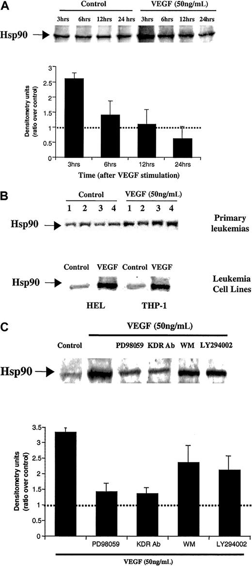Fig. 3. VEGF induces Hsp90 expression on HL-60 cells and primary leukemias. / (A) VEGF induces Hsp90 expression on HL-60 cells. Results of Western blot analysis of Hsp90 expression level on HL-60 cells are shown. Protein extracts were obtained after 3, 6, 12, and 24 hours incubation of serum-starved HL-60 cells in the absence or presence of VEGF. Western blotting results were quantified by densitometry and are shown as the ratio between densitometry values in treated versus untreated (control) cells. Each experiment was repeated 3 times, and the SD between the different ratios was calculated and is shown. (B) VEGF induces Hsp90 expression also on primary leukemias and 2 other leukemic cell lines. Total protein extracts were obtained after 12 hours of VEGF stimulation, and Hsp90 was detected by Western blotting, as above. (C) VEGF increases Hsp90 expression by interacting with KDR and activating the MAP kinase pathway. Protein extracts were obtained from HL-60 cells, which were cultured in serum-free RPMI for 3 hours (control), in presence of 50 ng/mL VEGF, VEGF plus 1 μg/mL KDR antibody, or 100 ng/mL (PLGF). To determine the molecular pathways by which VEGF induced Hsp90 expression, protein extracts were also incubated with an MAP kinase inhibitor (PD98059, used at 30 μM), wortmanin (PI3 kinase inhibitor, used at 30 nM), or LY294002 (PI3 kinase inhibitor, used at 3 μM). Western blotting results were quantified by densitometry and are shown as the ratio between densitometry values in treated versus untreated (control) cells. Each experiment was repeated 3 times, and the SD between the different ratios was calculated and is shown.