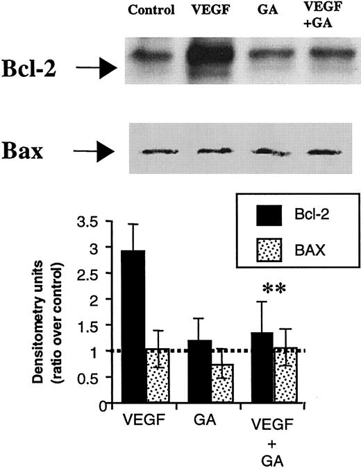 Fig. 4. GA blocks VEGF-induced Bcl-2 expression on HL-60 cells. / HL-60 cells were cultured in serum-free RPMI for 24 hours (control), in the presence of 50 ng/mL VEGF165 (VEGF) and combination of VEGF165 and 0.02 μM geldanamycin (VEGF + GA). Western blotting results were quantified by densitometry and are shown as the ratio between densitometry values in treated versus untreated (control) cells. Each experiment was repeated 3 times, and the SD between the different ratios was calculated and is shown. Double asterisks indicate that difference between VEGF plus GA and VEGF alone is significant (P < .05).